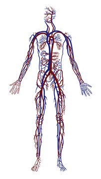 3d rendered illustration of a blood vessel system anatomy in a human body transparent