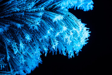 frozen needles of fir tree in colorful light - 561770906