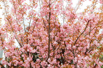 Sakura cherry blossoms blooming flowers in the garden park in early spring. Hanami celebration, Japanese festival. Background image
