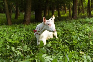 Obraz premium Goat eating leaves grass in the forest village meadow field grassland. Mammal animal chewing plants on the lawn. Farm animal