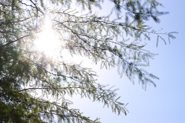 Tree branches against blue sky and sun rays at spring
