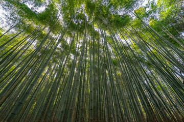 Beautiful Arashiyama Bamboo Groove in Kyoto, Japan