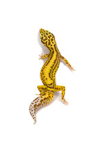 Leopard gecko white background