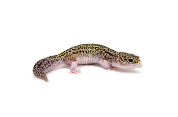 Leopard gecko white background