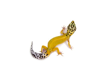 Leopard gecko white background