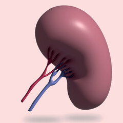 3d illustration of human intergan organ spleen