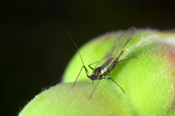 Extreme close up of the Rose aphid Macrosiphum rosae on rosebud.  Winged female with offspring
