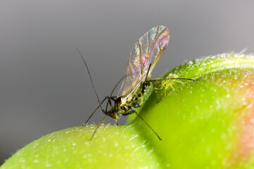 Extreme close up of the Rose aphid Macrosiphum rosae on rosebud.  Winged female with offspring