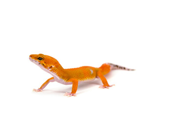 Leopard gecko white background
