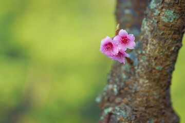 Beautiful Wild Himalayan, Cherry pink blossom Sakura flowers, or Prunus Cerasoides full bloom in the natural forest in high mountain area in winter of Northern Thailand.
