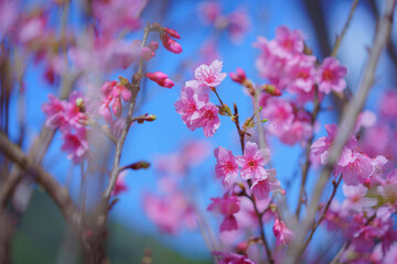Beautiful Wild Himalayan, Cherry pink blossom Sakura flowers, or Prunus Cerasoides full bloom in the natural forest in high mountain area in winter of Northern Thailand.