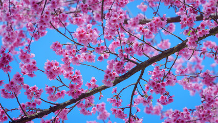 Beautiful Wild Himalayan, Cherry pink blossom Sakura flowers, or Prunus Cerasoides full bloom in the natural forest in high mountain area in winter of Northern Thailand.