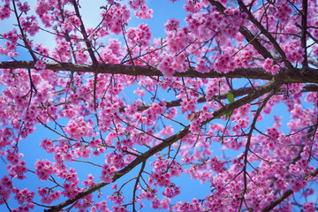 Beautiful Wild Himalayan, Cherry pink blossom Sakura flowers, or Prunus Cerasoides full bloom in the natural forest in high mountain area in winter of Northern Thailand.