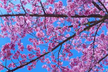 Beautiful Wild Himalayan, Cherry pink blossom Sakura flowers, or Prunus Cerasoides full bloom in the natural forest in high mountain area in winter of Northern Thailand.