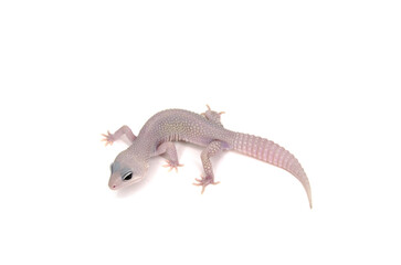 Leopard gecko white background
