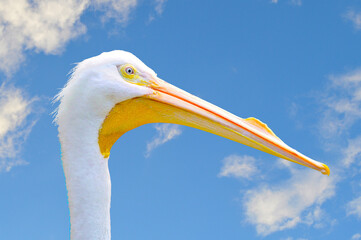 American White Pelican with blue clouds
