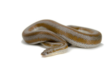 Desert rosy boa white background