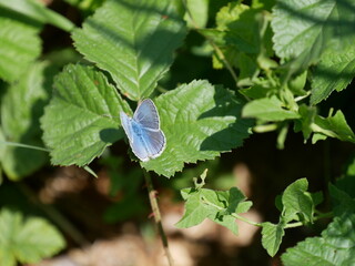 Papillon Argus Bleu