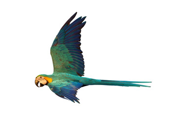 Colorful flying parrot isolated on transparent background png file