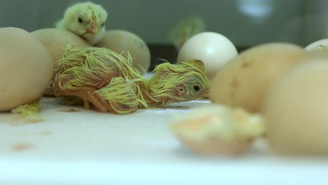 a chick in an incubator that has just hatched.a newborn chick in an incubator trying to stand up, still wet because it was just born. around him are eggs and a chick that was born a little earlier