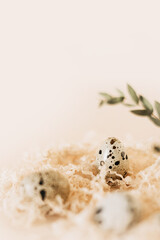 Quail eggs in nest on pastel background. Copy space.