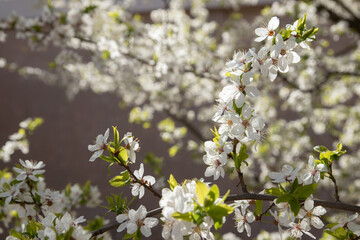 Spring bloom white flowers. Cherry blossom twigs