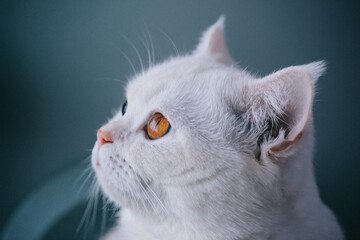 White Cat my best frend