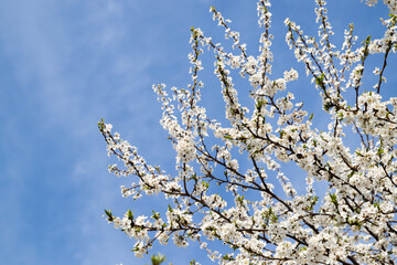 Spring bloom white flowers. Cherry blossom twigs