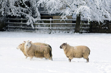 Naklejka premium Sheep in the snow, struggling to keep warm and find food. Their fleeces are covered in ice, but the sun is shining.