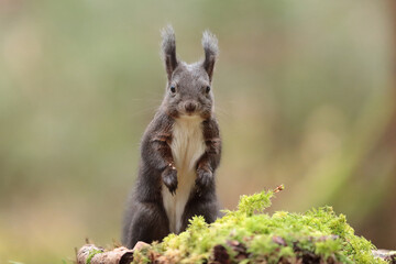Eichhörnchen im Wald