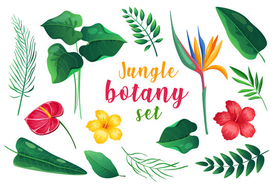 Jungle botany in cartoon style set isolated elements. Bundle of fern and palm leaves, green foliage of different types, flowers of hibiscus, anthurium, strelitzia. Illustration in flat design