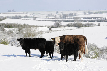 Cattle in the snow as the sun emerges