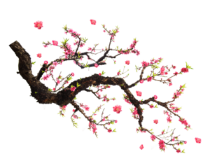 Isolated cherry blossom branch