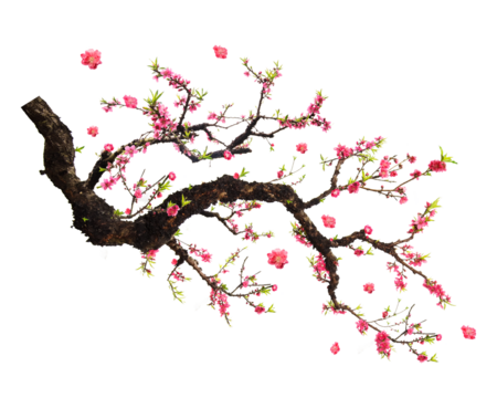 Isolated cherry blossom branch