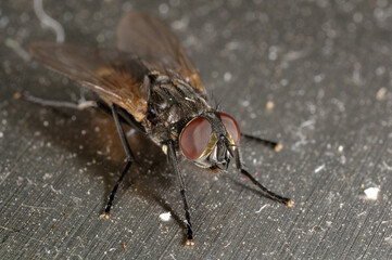 Common house fly (Musca domestica) on dusty metal breadbin