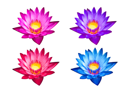 Colorful Lotus Flower isolates on white background. Blooming Pink, Purple, Red, and Blue-Lotus Flowers