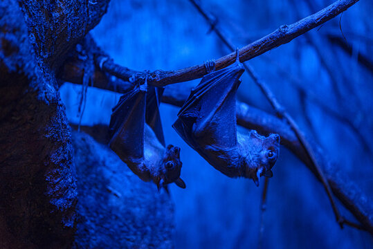 Bats in the captivity hanging from the brench in terrarium