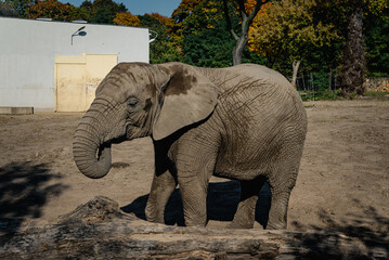 Elephant in captivity in city zoo