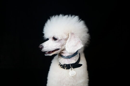 Perro blanco con peinado extravagante