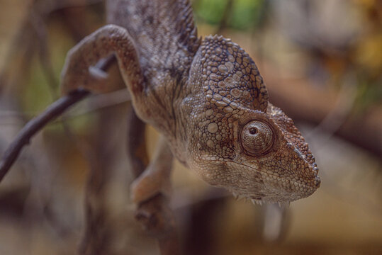 Camelion-Bilder: Stock-Fotos & -Videos. | Adobe Stock