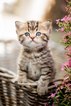 Katze im Fr&uuml;hling, Viva Mangenta