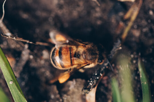 Top view of honeybee worker while searching pollen.