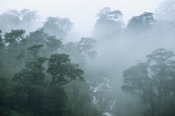 Fog lifts from the temperate rainforest in Pumalin Park, Patagonia, Chile.