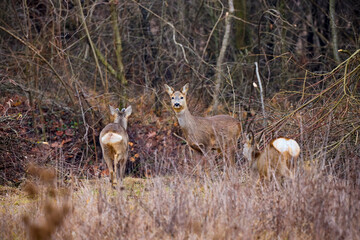 beautiful deer in the grass next to a forest