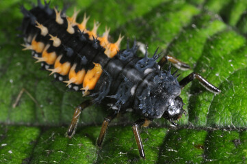 Harlequin ladybird larva on leaf (Harmonia axyridis)