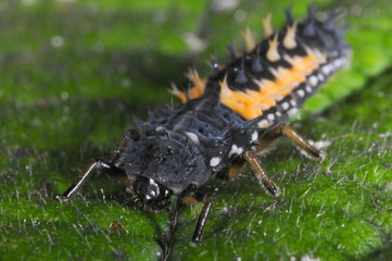 Harlequin ladybird larva on leaf (Harmonia axyridis)