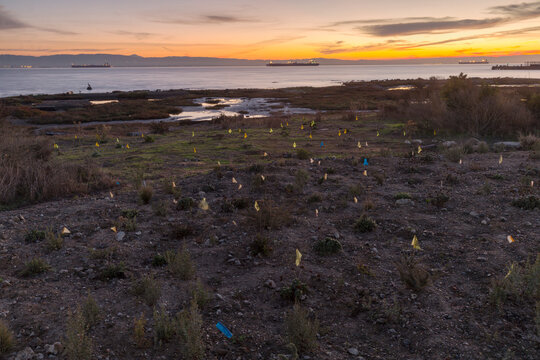 Upland Marsh restoration, Pier 94, San Francisco, California, USA