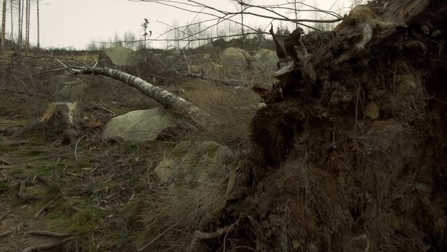Harz Waldsterben Baum umgefallen