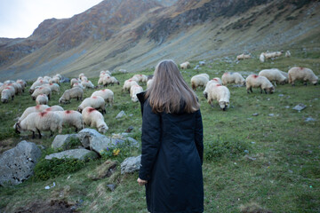 a girl grazes sheep in the mountains in autumn. a tourist girl in a black jacket goes to the sheep...