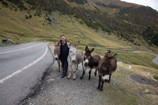 a handsome guy tourist takes a photo with a herd of four donkeys near a road in the mountains.